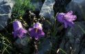 Wandern Piemonte - Campanula alpestris